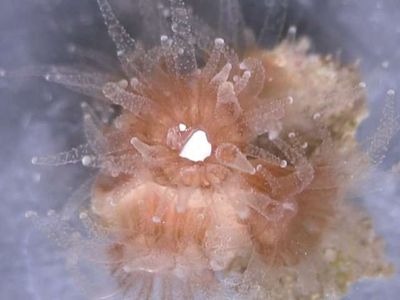 A coral polyp chowing down on a flake of white plastic