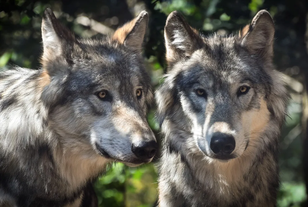 what species of wolf did dogs come from