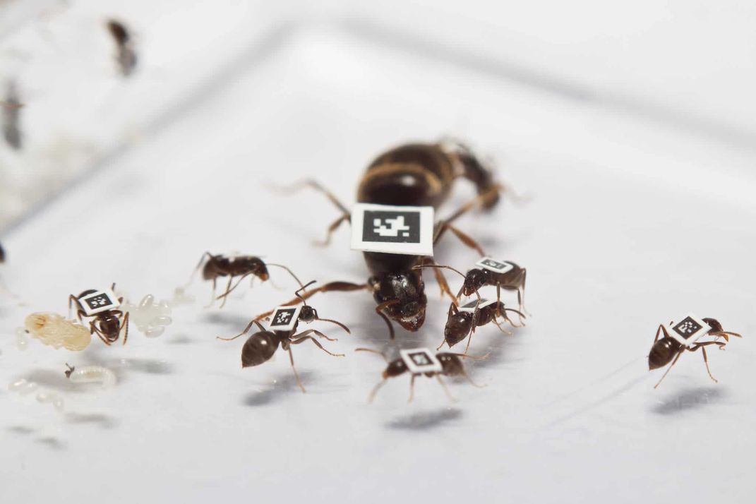 A queen ant and her subjects outfitted with QR-code badges that can be tracked by cameras