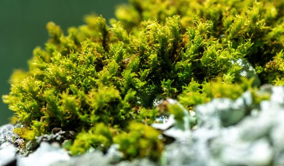 Bryophytes in the tropics are threatened due to lack of information and research. (Jorge Alemán, STRI)