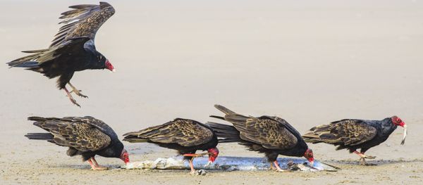 Five Vultures Share a Fish thumbnail