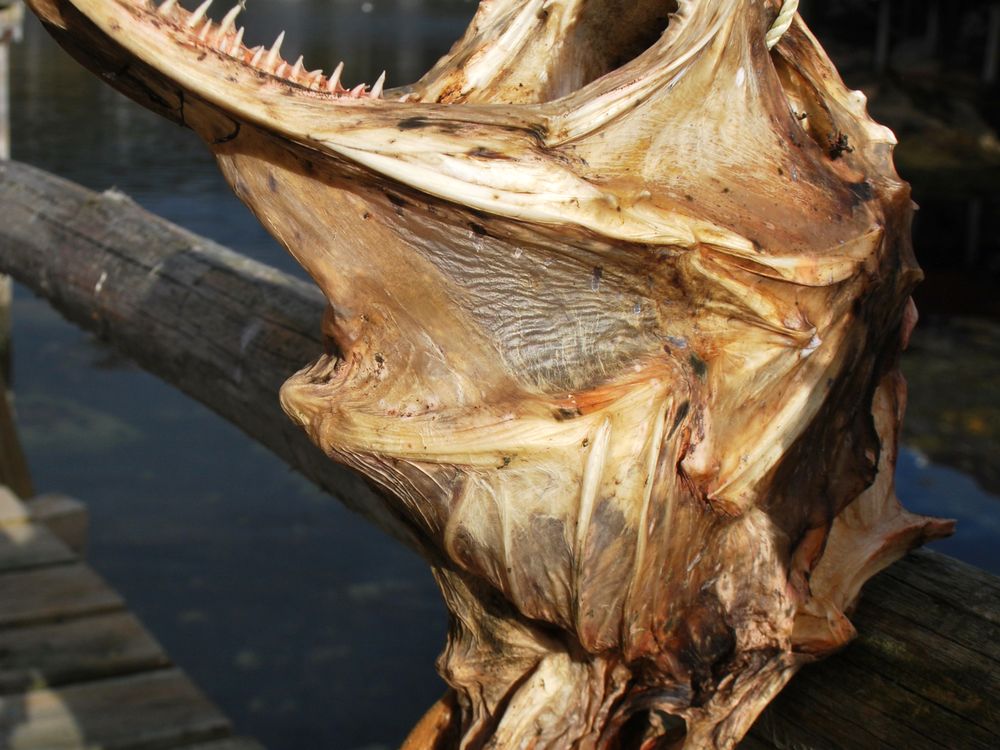 Dried fish head hanging as decoration in the Lofoten
