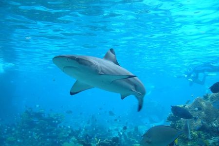 Researchers have long debated whether shark repellants actually work. 
