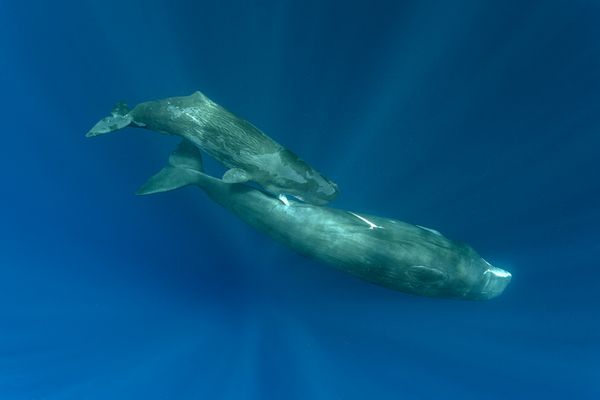 Sperm whale breastfeeding thumbnail