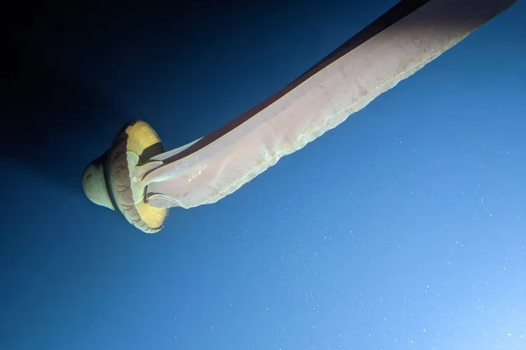 Large jellyfish underwater