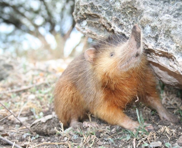 Hispaniolan_Solenodon_crop.jpg