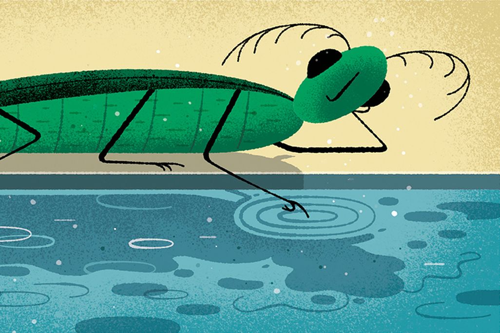 Conscious Insect Illustration