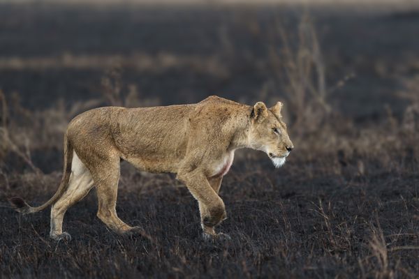 The Long Walk Home thumbnail