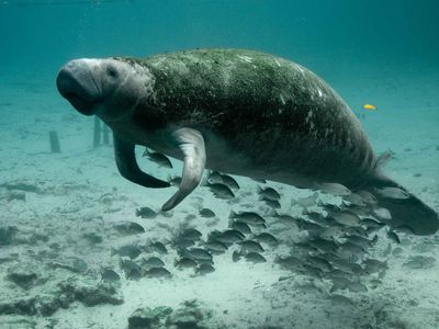 A manatee seen underwater. These slow-moving, sea grass-munching marine mammals are incredibly docile, which leaves them vulnerable to harassment and boat propellers.