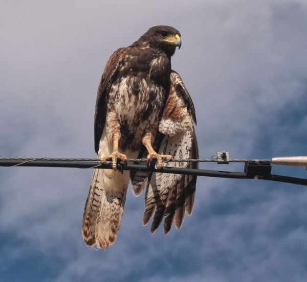 An immature Cooper's Hawk sits on a utility line thumbnail