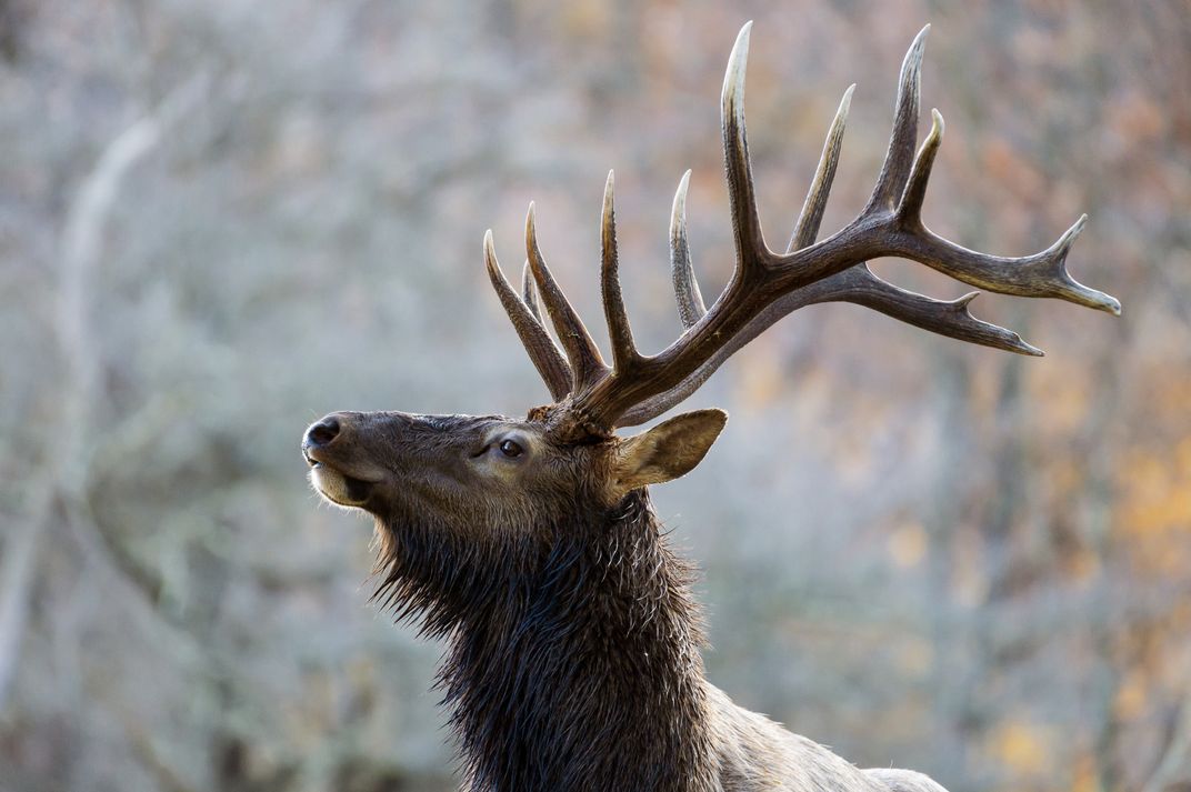 Handsome bull elk | Smithsonian Photo Contest | Smithsonian Magazine