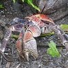 Coconut Crabs Eat Everything from Kittens to, Maybe, Amelia Earhart  icon