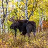How Should Colorado Handle Its Booming Moose Population? icon