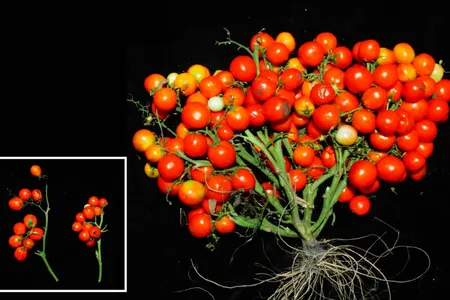 These gene-edited tomatoes grow in grape-like clusters, rather than on long vines.