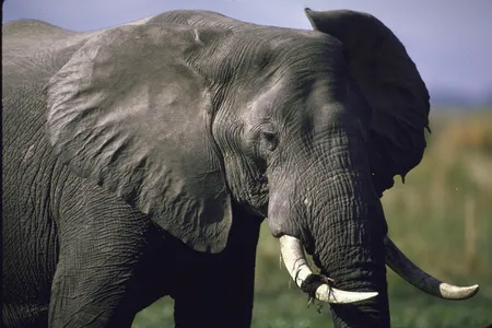 The number of African elephants, which are endangered, has been declining in recent years due to factors including habitat loss and poaching. A new study identifies a bacterium that could also continue to pose a threat to the elephants.