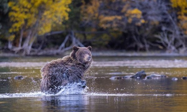 Grizzly cub runs through water from aggressive bear. thumbnail