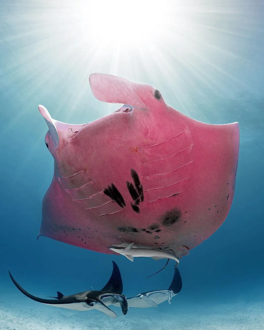 Rare Pink Manta Ray Spotted Near Australia’s Lady Elliot Island