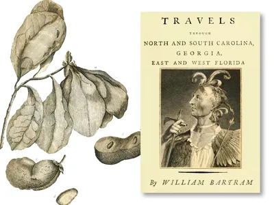 Left, Bartram&rsquo;s illustration of Annona grandiflora, a member of the pawpaw family, which appeared in the naturalist&rsquo;s 1791 Travels, right.