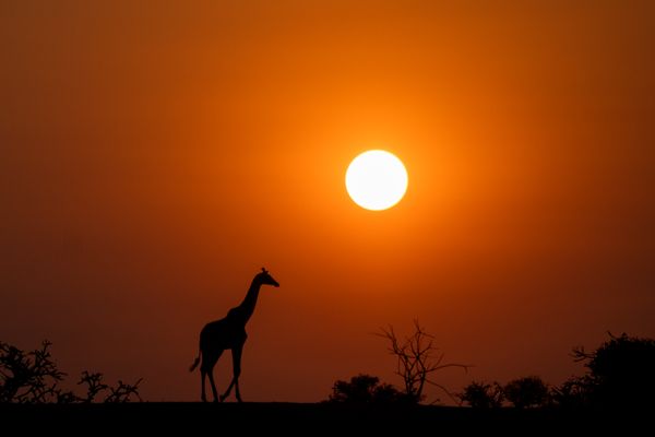 A giraffe walks across in a golden african sunset thumbnail