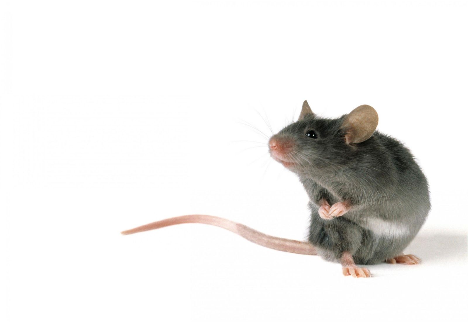 Мышь мужского рода. Крыса картинка. Печать крыса. Вайд мышка. Крыса Шушик.