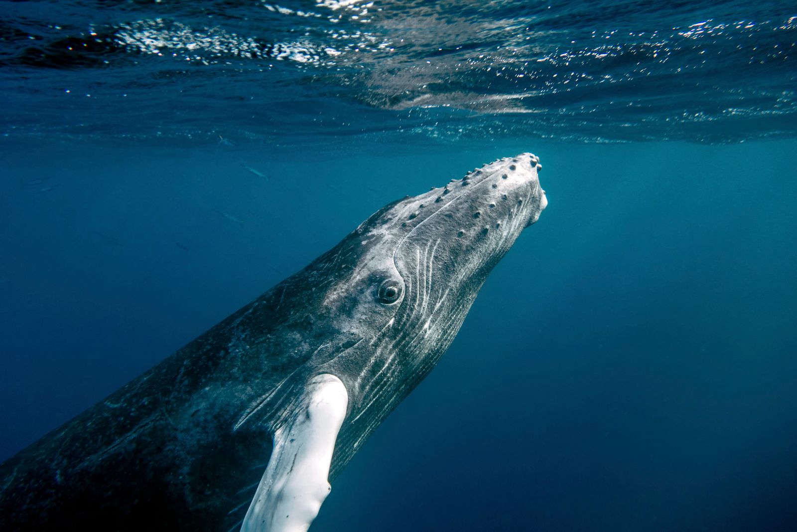 A Humpback Whale Mom Stayed With Her Stillborn Calf, Repeatedly Touching It and Staring Into Its Eyes. Was She Grieving?
