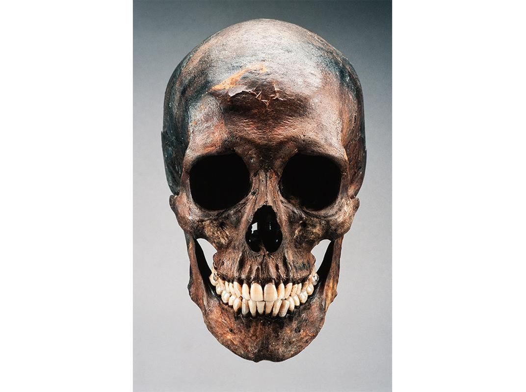 Skull, Robert Kennicott