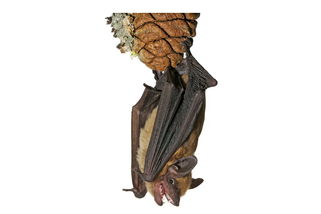 Bat Upside Down