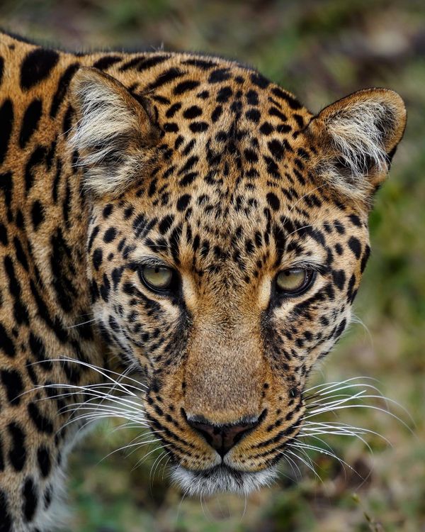 A South African Leopard thumbnail