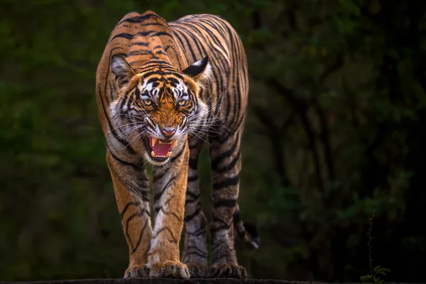 Last Glance Before the Gate thumbnail