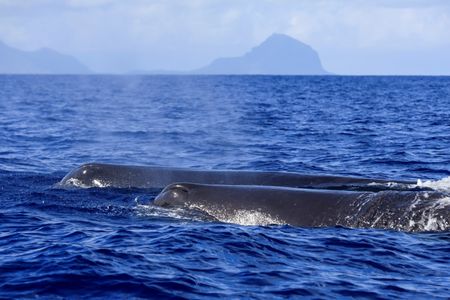 Two sperm whales come to the surface in the waters off Black River district in Mauritius on October 3, 2026