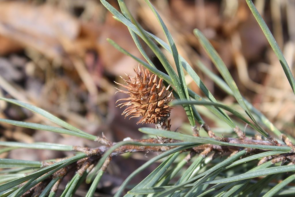 A growing female cone of a Scots pine on a mountain in Perry County, Pennsylvania.