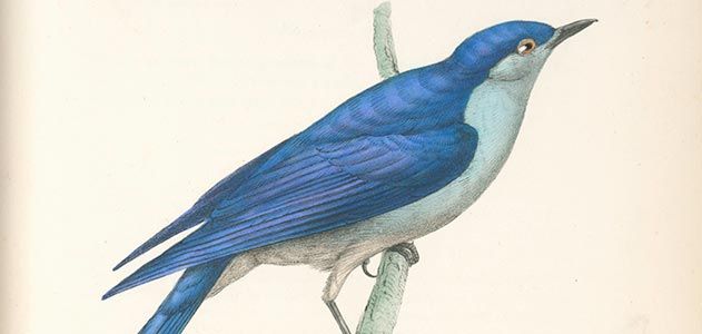 The Arctic Blue bird