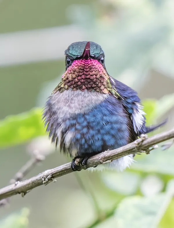 A Gorgeted Woodstar taken in Ecuador thumbnail