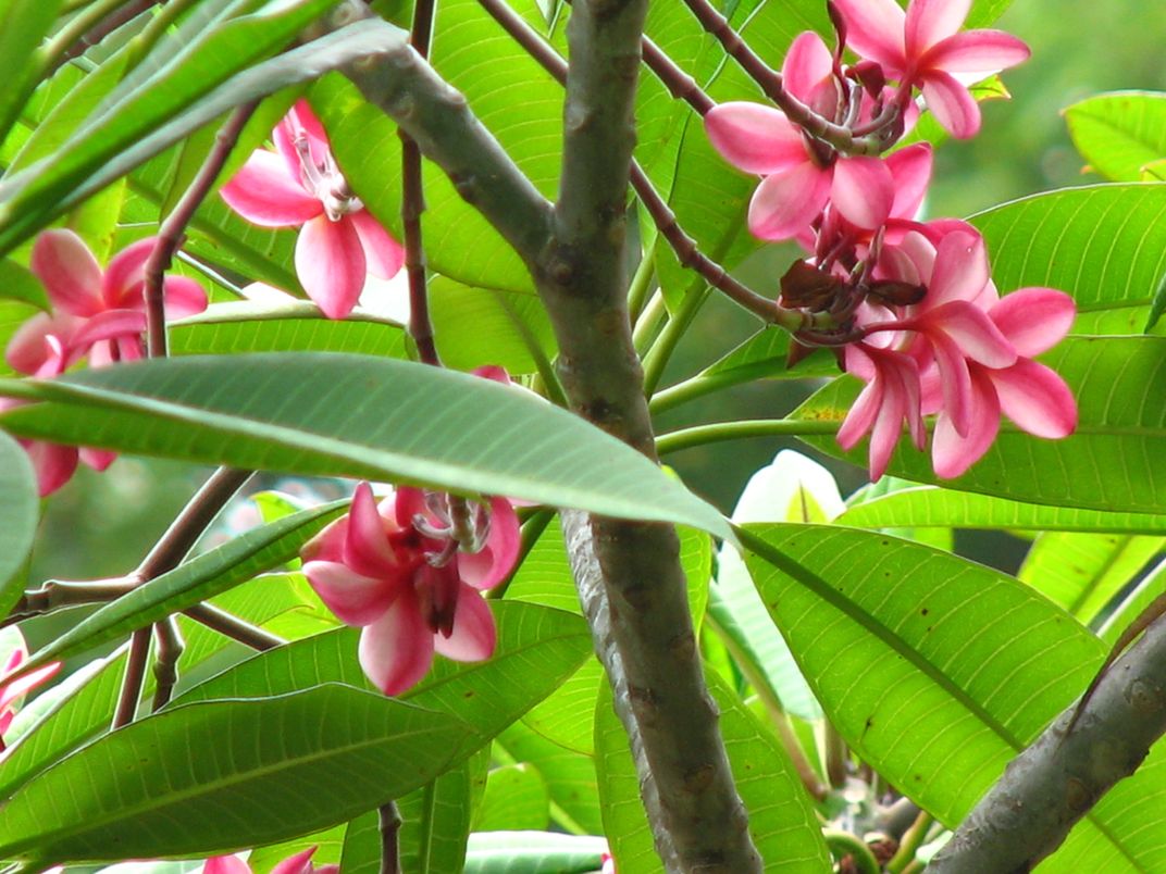 Tropical Flowers In Puerto Rico