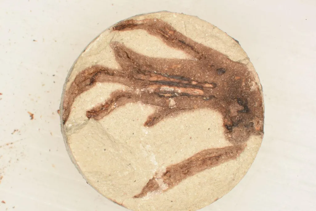 2016-11-04_lizardfoot2bent_119.jpg