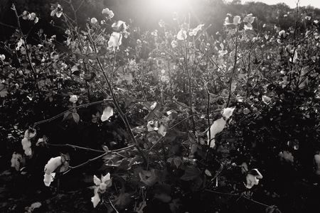 “I felt strongly that it was cotton that killed Emmett Till,” says photographer Andrew Lichtenstein.