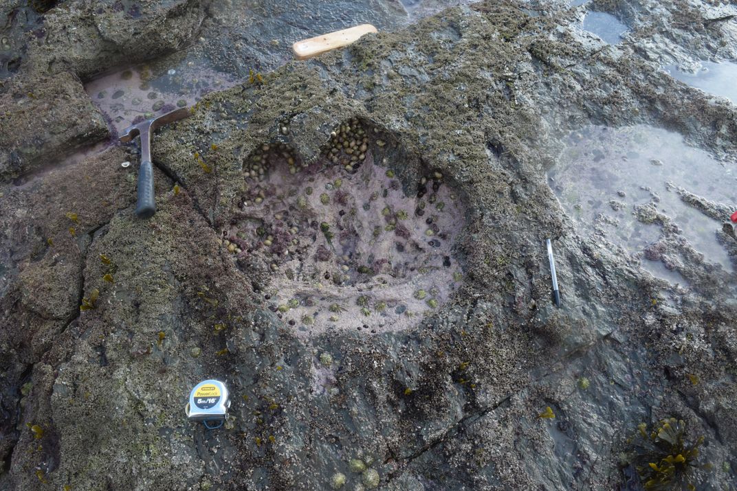 Four toes are visible on this sauropod footprint. 