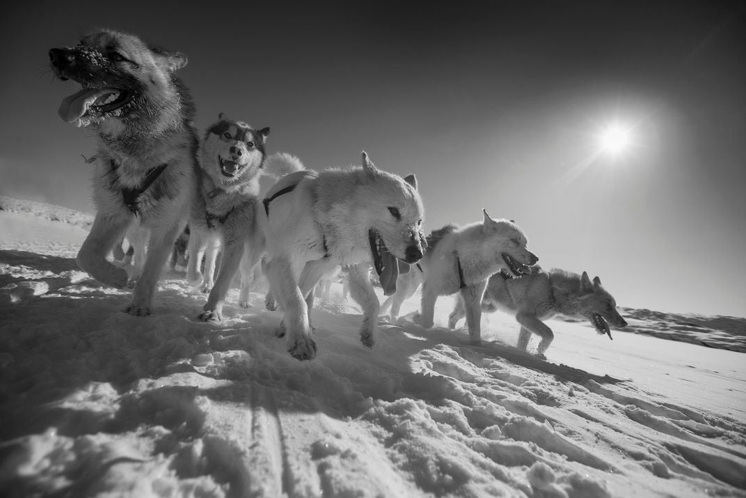 Greenland sled dogs