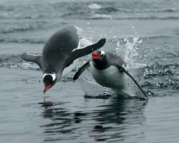 penguin jumping