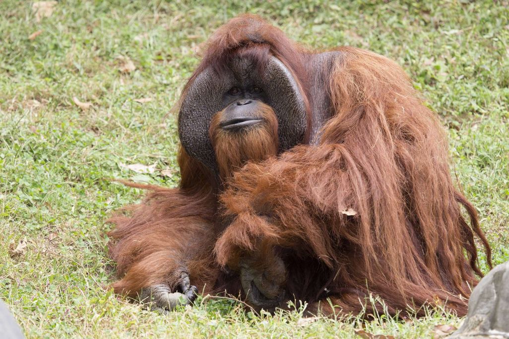 orangutan_chantek_ZA_8810.jpg