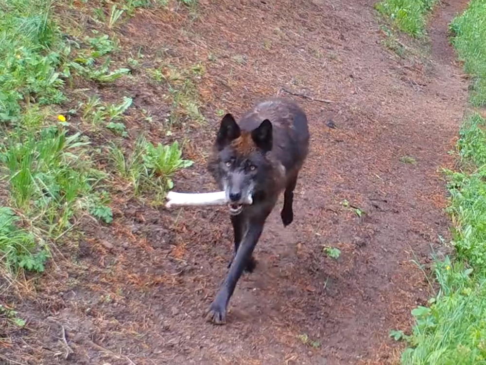 Wolf carrying a bone in its mouth