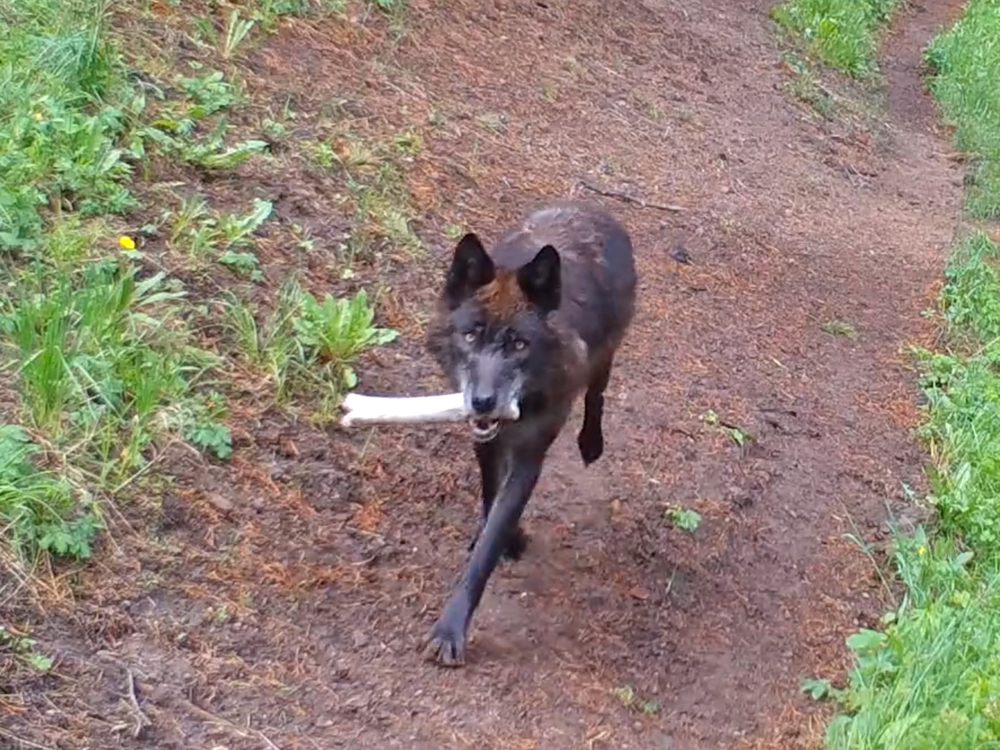 Watch Adult Wolves Bring 'Toys' to Their Teething Pups at