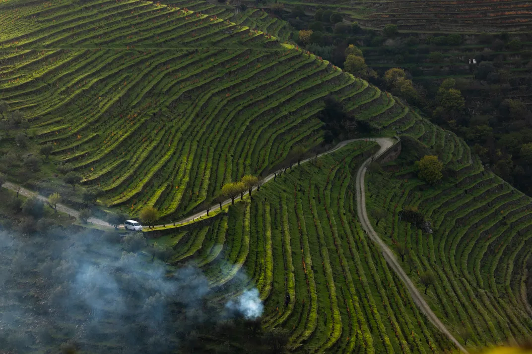 Smoke from burning grapevine clippings rises above the Douro Valley