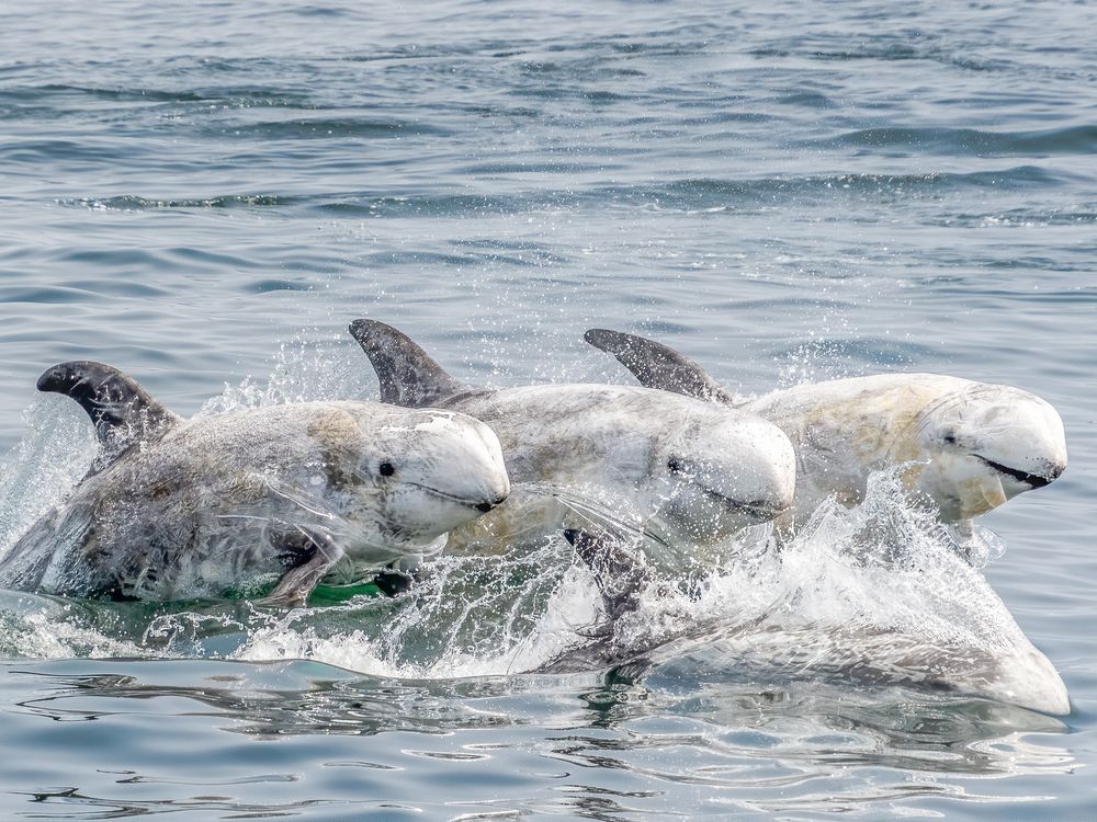 Group of dolphins swimming together