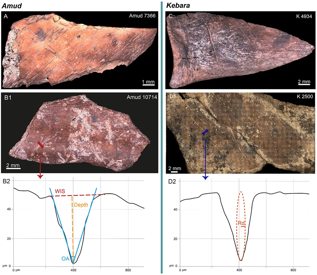 Images of bones atop scientific graphs