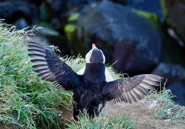 Puffin showing off for the camera thumbnail