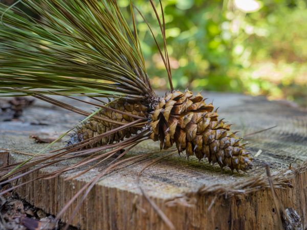 Two pinecones on a tree stump in Deerfield Park thumbnail