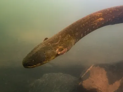 The Volta’s electric eel, Electrophorus voltai, emits the strongest shocks of any animal on Earth. Although these eels were thought to be loners, the species was recently seen hunting in a group. (L. Sousa)