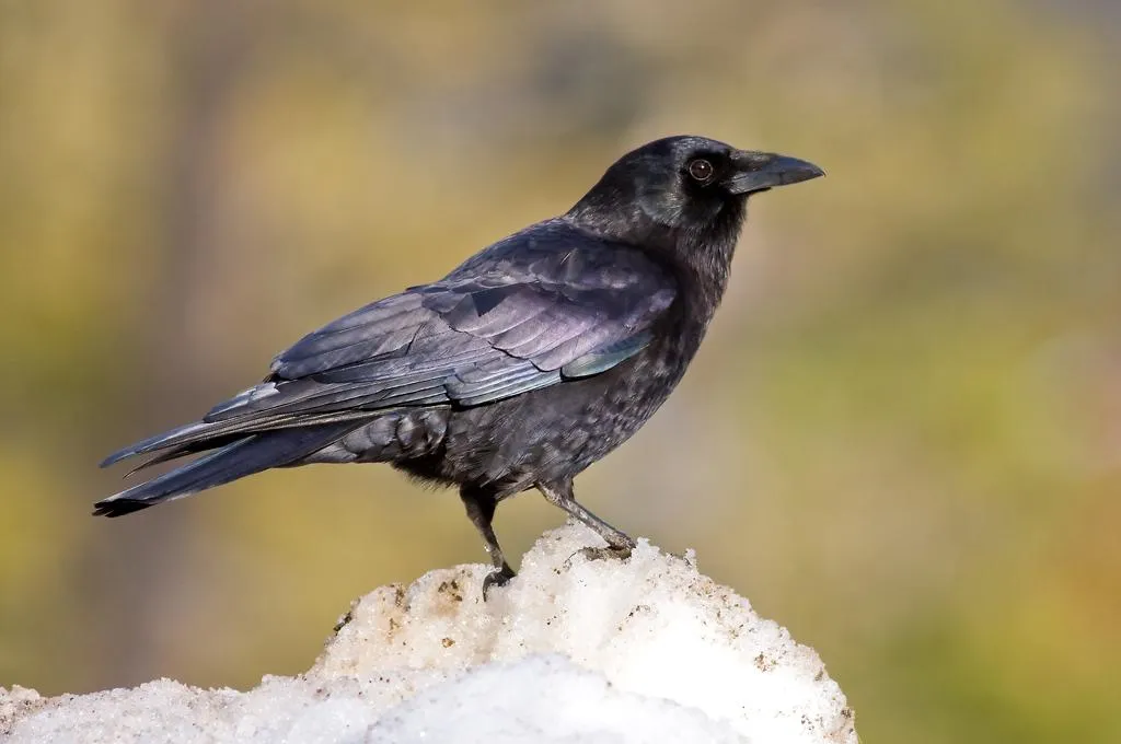 A close-up image of a raven perched on a small mound of snow. The bird looks at the right edge of the photo, and its back is angled towards the camera, showing off its shiny black feathers. The background is mottled green and brown.
