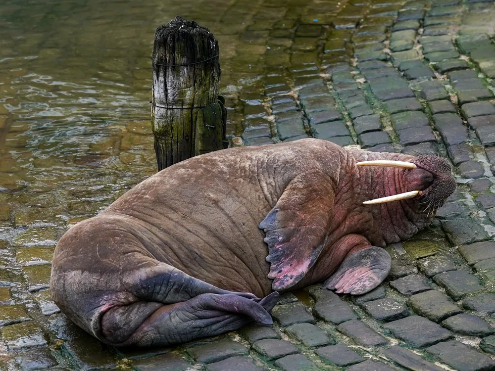walrus napping on its back